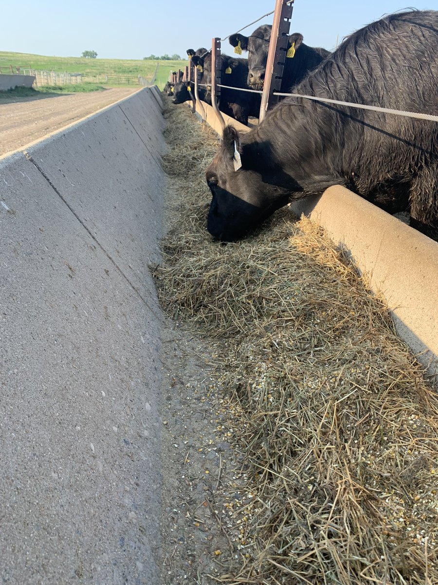 Checked on our steers at NDSU Central Grasslands Research Extension Center. These steers were backgrounded on diets replacing distillers grains with heat-treated soybean meal. Now waiting to see if there will be any residual impacts on meat characteristics.