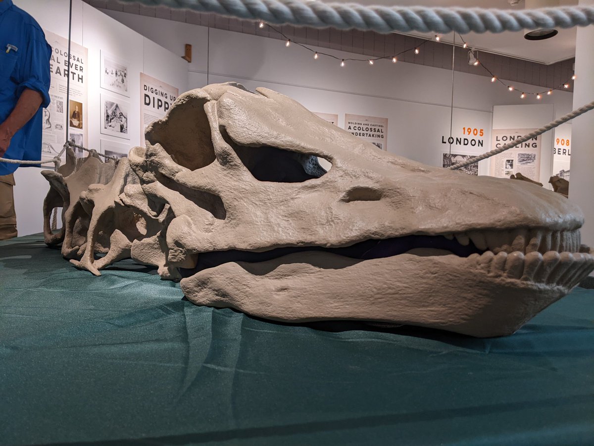 Paleontologizin's tweet photo. The new "Dippy" exhibit at @PrehistoricMus is elegantly simple, and definitely worth a visit for anyone interested in the history of that most famous of sauropods.  It's really cool seeing the cast bones RIGHT up close, and the text is excellent 👍 https://t.co/XhyPl8QWua