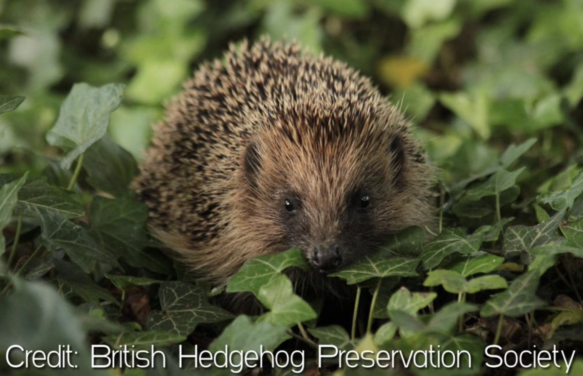VIPS@Holboroughlakes (@vipsholborough) on Twitter photo We are pleased to announce that we will be working towards becoming a Hedgehog Friendly Campus with <a href="/HogFriendly/">Hedgehog Friendly Campus</a> and <a href="/hedgehogsociety/">Hedgehog Society</a>
The team will work on a number of actions to protect hedgehogs, enhance their habitat and educate others on how they can help. #HogFriendly We are pleased to announce that we will be working towards becoming a Hedgehog Friendly Campus with <a href="/HogFriendly/">Hedgehog Friendly Campus</a> and <a href="/hedgehogsociety/">Hedgehog Society</a>
The team will work on a number of actions to protect hedgehogs, enhance their habitat and educate others on how they can help. #HogFriendly