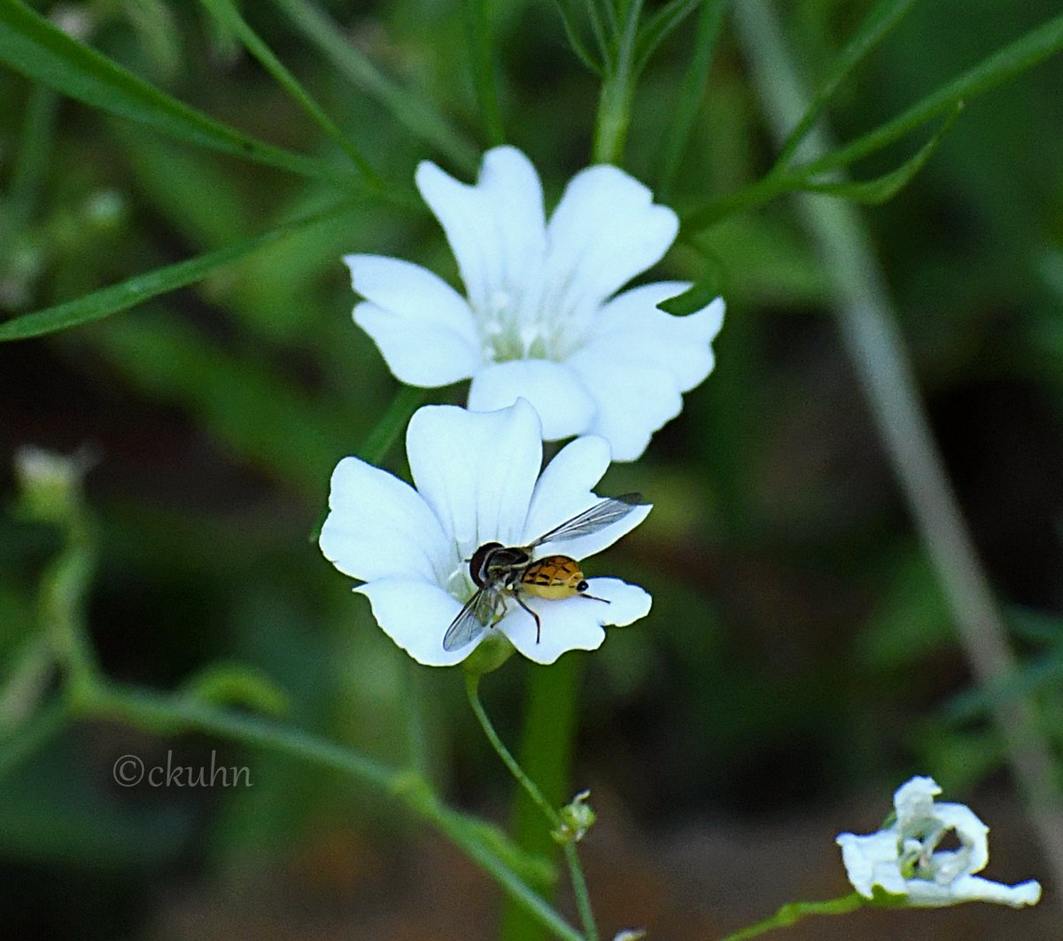 Found this hoverfly sleeping on the Baby's Breath just in time for #InsectThursday. #Insects #NaturePhotography #Nature #Pollinators