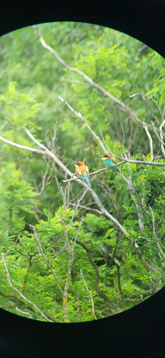 watchingSK's tweet photo. Do you know these colorful “parrots”? Bee-eaters (Merops apiaster) are beautiful birds which we can currently watch in Sandberg in Devínska Kobyla. Come to see nesting colonies with us! 🤩

#birdwatching #birds #bird #slovakia https://t.co/vocpa43XYb