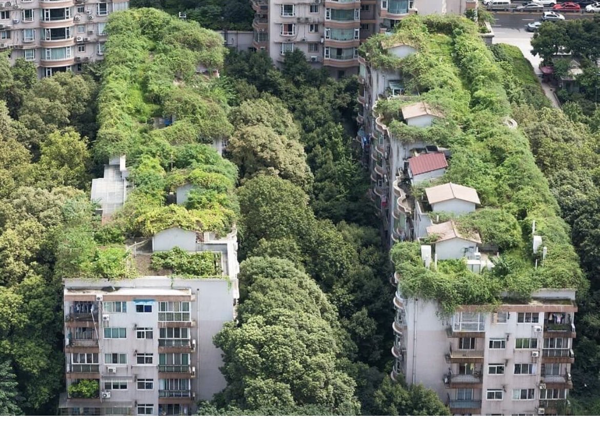Tenemos que re vegetar nuestras ciudades es sencillo, es barato y se debe hacer desde ya. Hacer más permeables los suelos, menos asfalto, menos hormigón, volver a apreciar la tierra con sus cultivos y dejar respirar a la superficie de la ciudad…