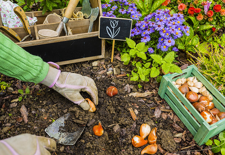 .@HTAnews warns on plant shortages if peat ban brought forward insightdiy.co.uk/news/hta-warns… #peat #peatban #horticulture #planting #gardening #plants #planting #homeandgarden