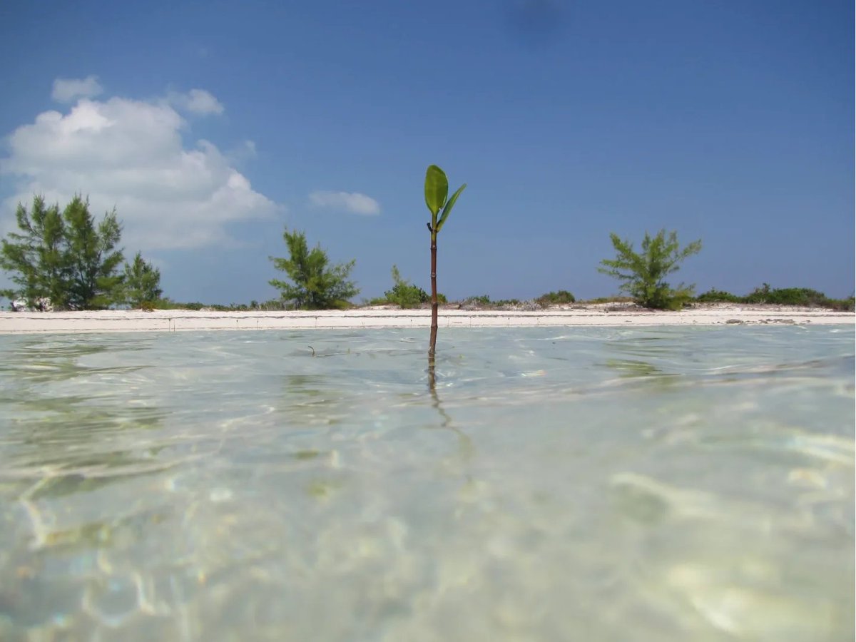 johnson_robert3's tweet photo. Happy World Oceans Day! 🌊🌱
#WorldOceansDay #WorldOceansDay2023 https://t.co/0tfeUstGW4