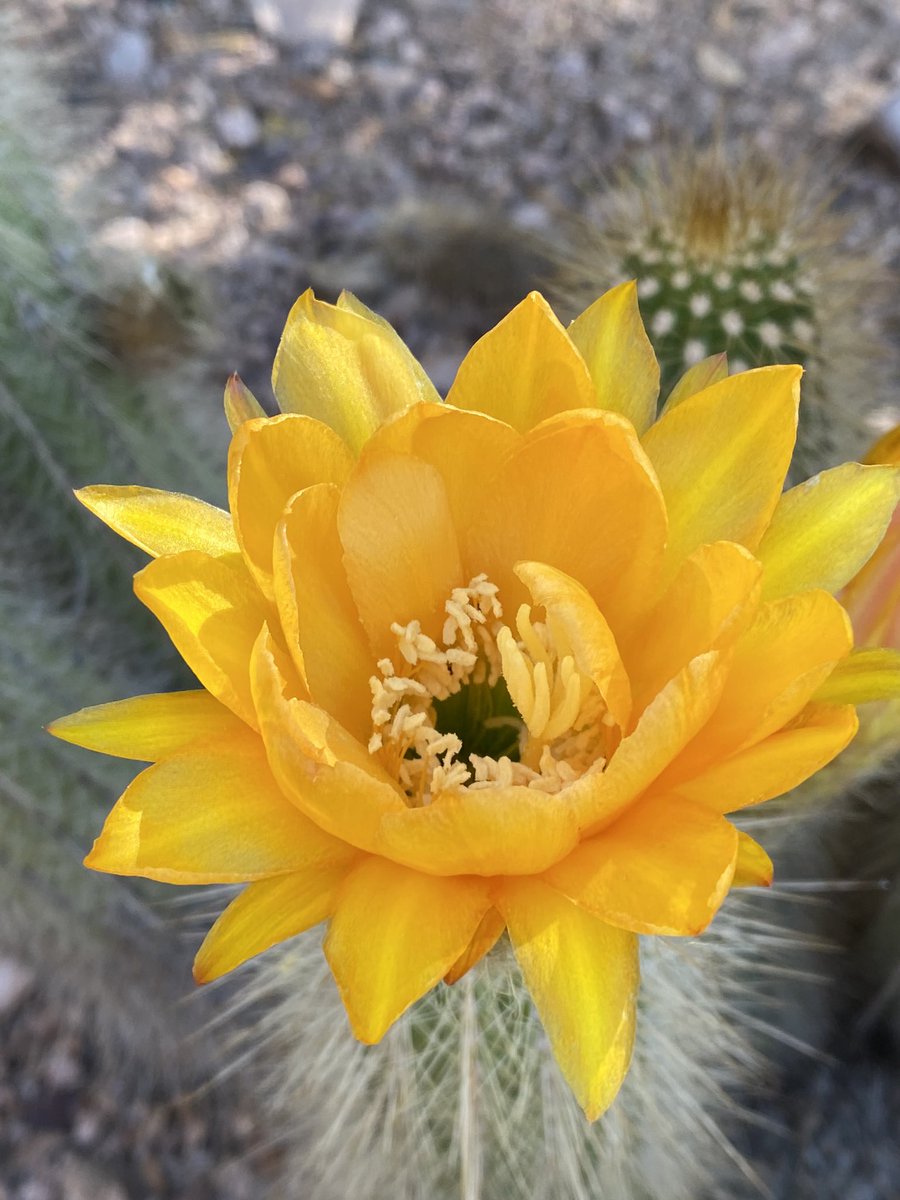 Happy #InsectThursday. There is a bee 🐝 in there, somewhere. #flowers #cactus #gardening 💛