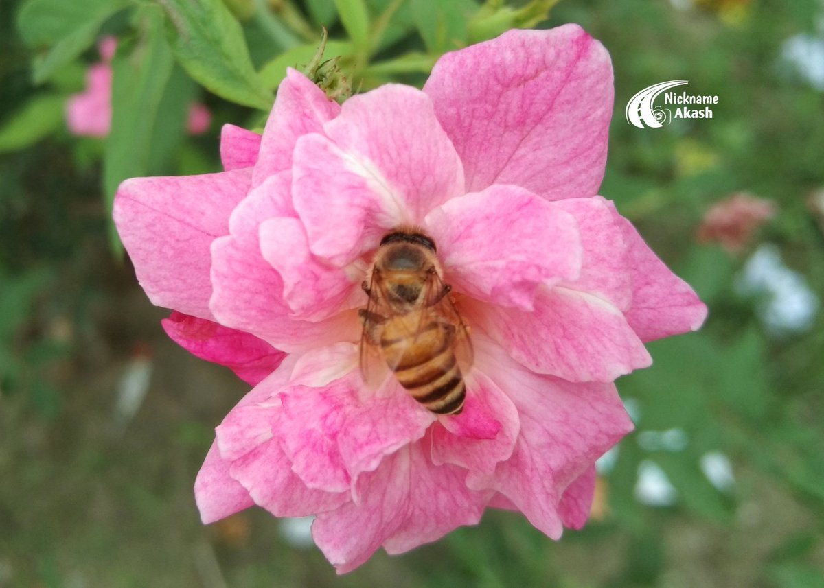 🐝Bee is collecting honey from rose flower🌹
🌏Dimla TSC
#photography #photooftheday #viral #roseflower #honeybee #mobilephotography #Bangladesh #NaturePhotography #nature #naturelover #NatureBeauty #honeycollect #Pink