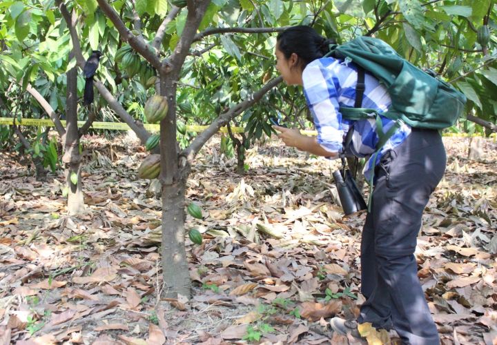 Uni Göttingen (@unigoettingen) on Twitter photo Vögel und Fledermäuse steigern den Ertrag beim Anbau von Kakao, ebenso nahe Wälder. Das fanden Forschende @FuncAgroEco mit einer Studie in Agroforsten in Peru heraus. Entscheidend ist wohl der Einfluss auf Schadinsekten.
s.gwdg.de/qaSIIX
@CarOcampoA <a href="/TejaTscharntke/">Teja Tscharntke</a> Vögel und Fledermäuse steigern den Ertrag beim Anbau von Kakao, ebenso nahe Wälder. Das fanden Forschende @FuncAgroEco mit einer Studie in Agroforsten in Peru heraus. Entscheidend ist wohl der Einfluss auf Schadinsekten.
s.gwdg.de/qaSIIX
@CarOcampoA <a href="/TejaTscharntke/">Teja Tscharntke</a>
