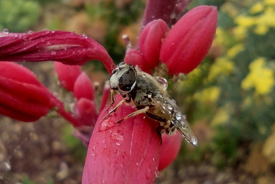 #InsectThursday:

After a brief rain in Gilroy, California,
Tuesday.