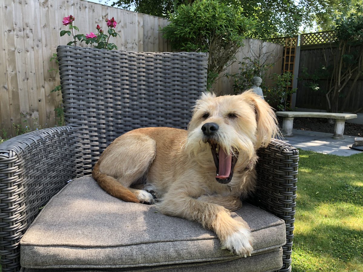 Sy1ney's tweet image. Similar. 92000 steps in the bag as of last evening for the @AphasiaSupport #bigstepchallenge but, continuing the doggie theme - Bonni, our Spanish rescue, is finding these longer than normal walks a bit of a yawn. She needs a snooze. #aphasia #aphasiarecovery @TheStrokeAssoc