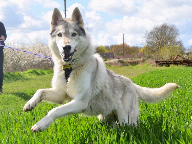 Please retweet to help Lucas find a home #HAREFIELD #LONDON #UK 
Affectionate Northern Innit aged 5-7. He's looking for an experienced. adult home to go on with training. 
He may be able to live with another dog 🐶
DETAILS or APPLY👇
dogstrust.org.uk/rehoming/dogs/…
#dogs #NorthernInuit