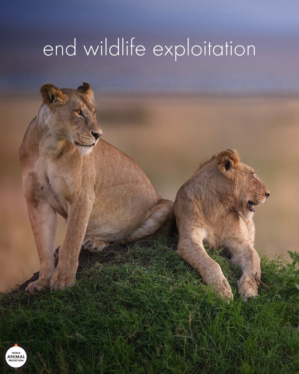 Lions are not circus performers.

They're not pets.

They're not trophies.

They're not medicine.

We must end their exploitation.