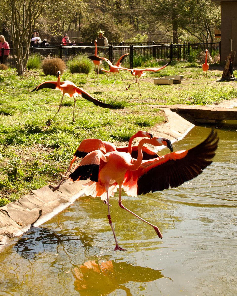 BirminghamZoo's tweet photo. 🦩Stay cool this summer and come #flamingle with us at your Birmingham Zoo! https://t.co/p26OMeJTNB