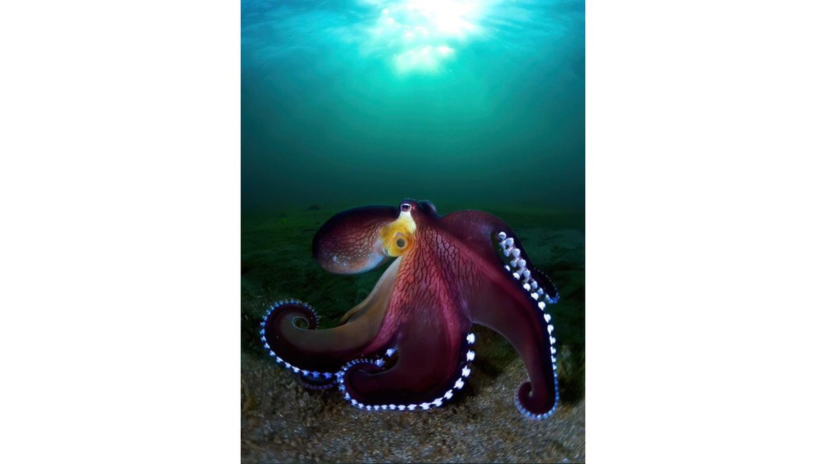 Thilo Maack tweet media