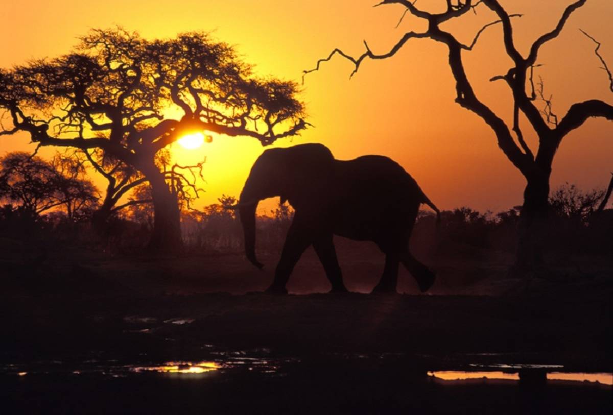 Tarangire National  Park
#tarangirenationalpark #baobabtree #homeofelephants #wildlifesafari #tanzaniasafari #letsgo #visittanzania #vacationtanzania #grouptravel #solo

Contact us:
WhatsApp number 
+255 685 000 070
Email: info@jairosadventure.com
website jairosadventure.com