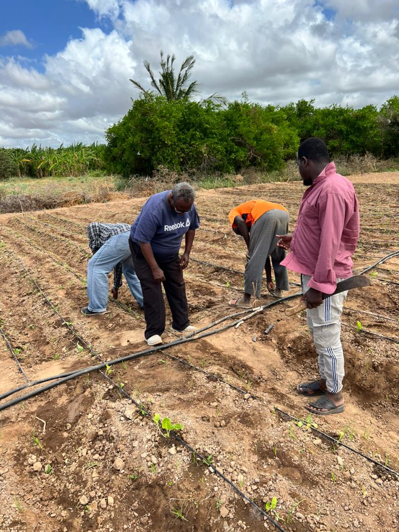 Nuros9Solutions's tweet photo. Muriale farming coop members  in the Balad District complete the transplanting of vegetables at the  open drip irrigation field demo to learn water conservation and new production methods. With the support of IOM and local district authorities. Today. https://t.co/c0P9EYL310