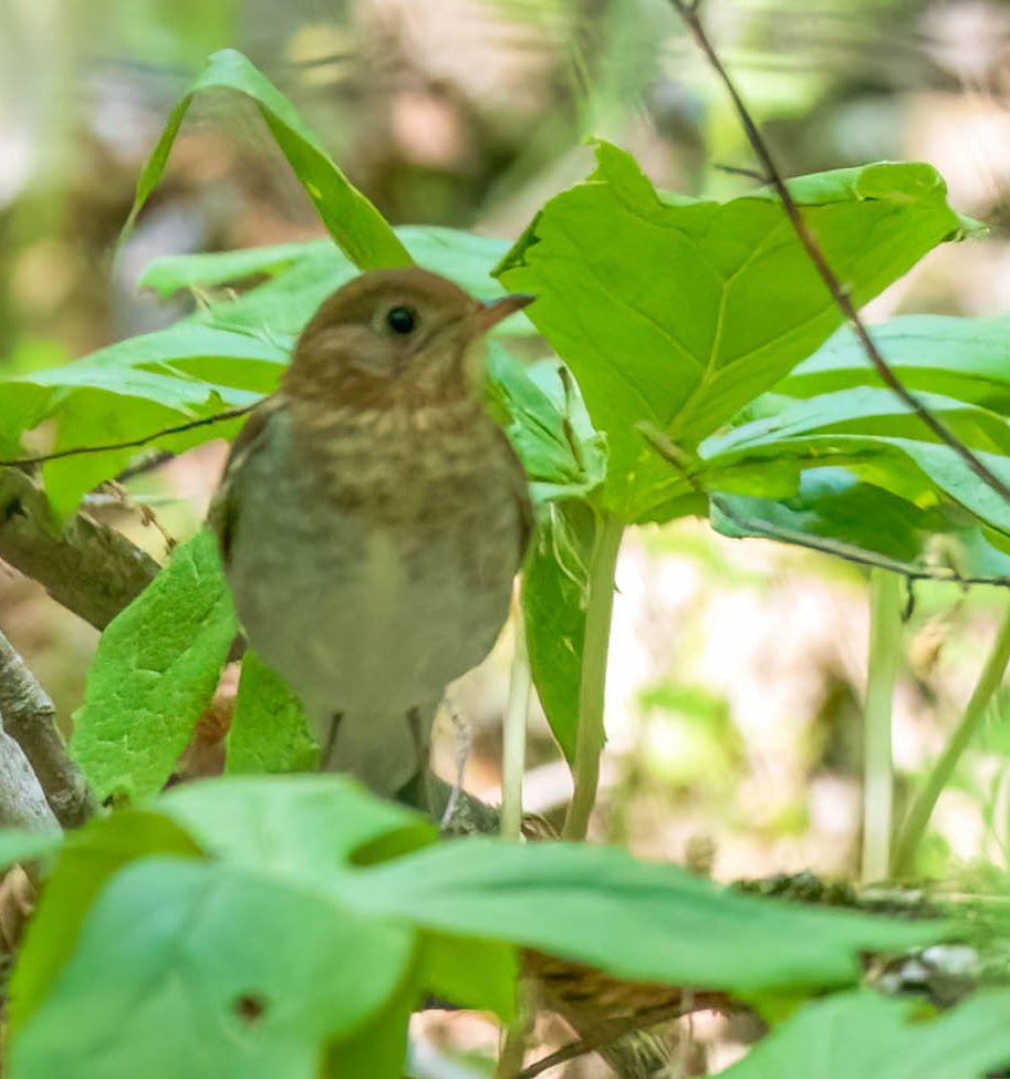 Mid May at <a href="/Bowmans_Hill_WP/">Bowman's Hill Wildflower Preserve</a>.  just getting around to processing these pictures.   I believe these are a Swainson's Thrush and a Veery, respectively.  #birdphotography #wildlifephotography #BowmansHillWildflowerPreserve #BucksCountyBirds