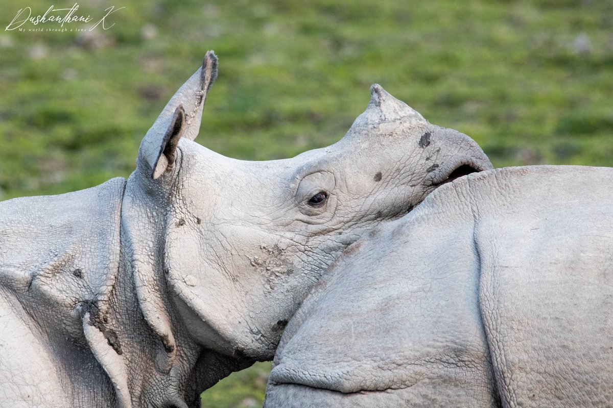 Dush18's tweet photo. Rhino buddies from #kaziranga 
#ToeholdPhotoTravel #Rhinoceros #NaturePhotography #nature #wildlife #photography #NaturePhotography #travelphotography #travelbloggers https://t.co/QfLzP2QF32