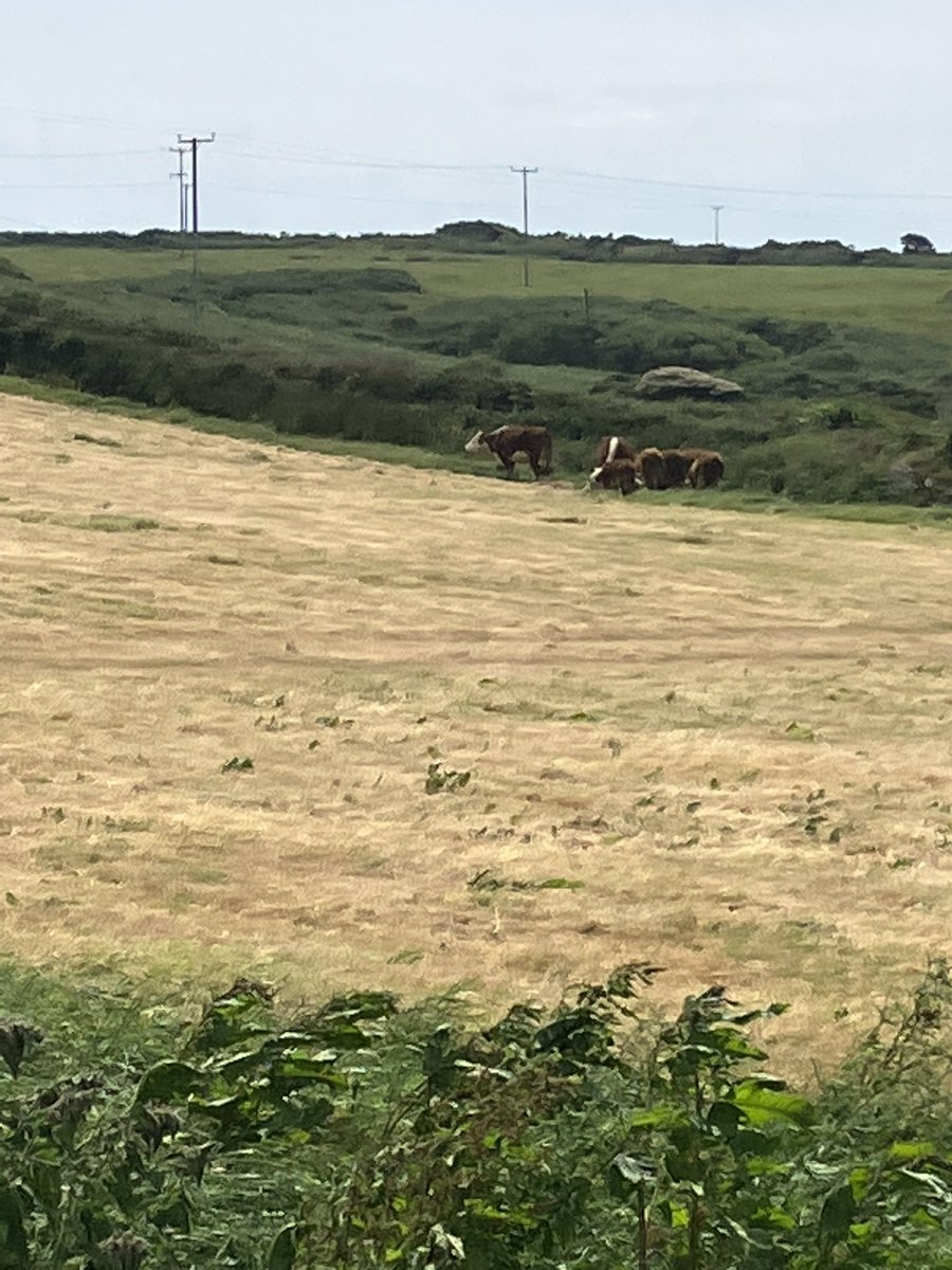 Clear test today and now for a little clean up job. #tbfree #sighofrelief #beefgb #teambeef #kernow #jobsagoodun