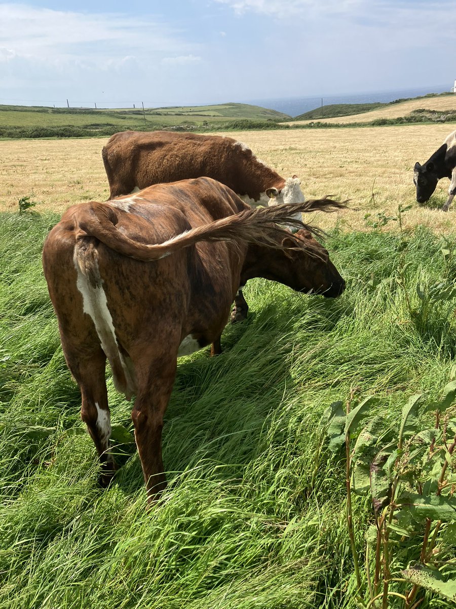 oliviaedson's tweet photo. Clear test today and now for a little clean up job. #tbfree #sighofrelief #beefgb #teambeef #kernow #jobsagoodun https://t.co/cAeOmrW8Jz