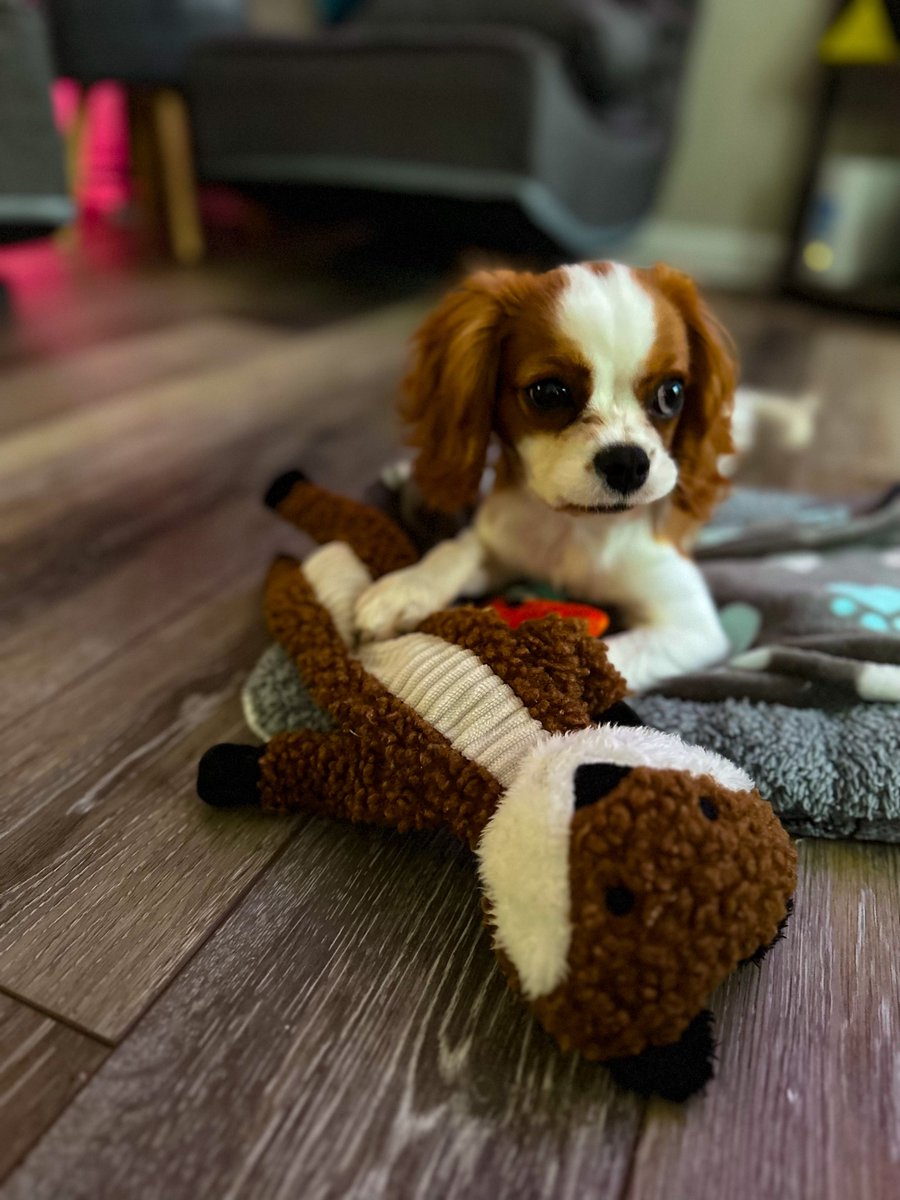 Archie’s face when he hears me getting my keys to leave. 🤣❤️

#cavalierkingcharlesspaniel #cavalierking #cavalierkingcharles #puppy #dog #dogs #puppies #doglovers #pets #barkbox #chewy #art #artist