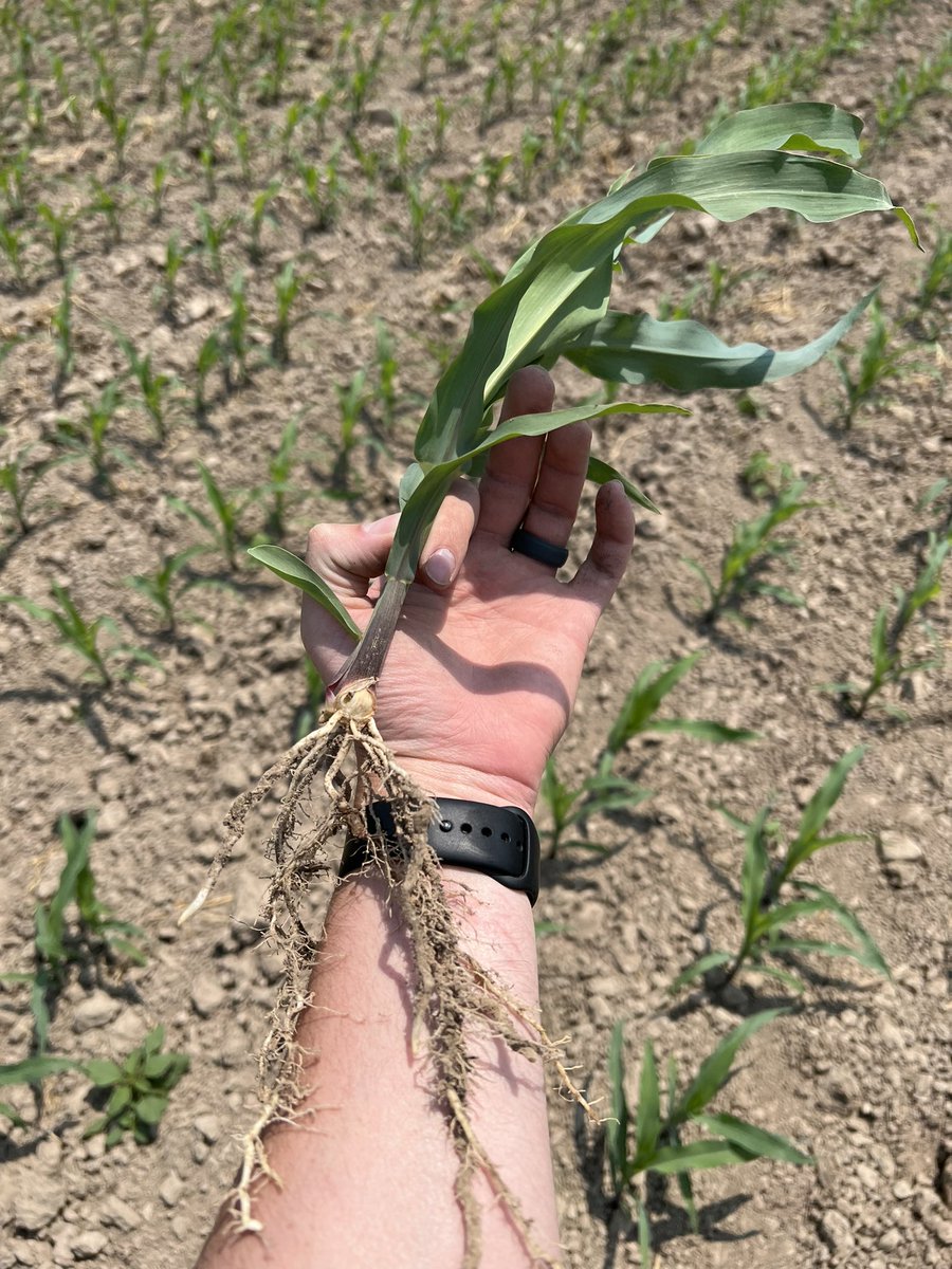 ConnorWitbeck's tweet photo. Got some great rooting helping us through these dry times thanks to Nachurs Impulse!! Look at those root hairs!! https://t.co/PpVWmct9HZ