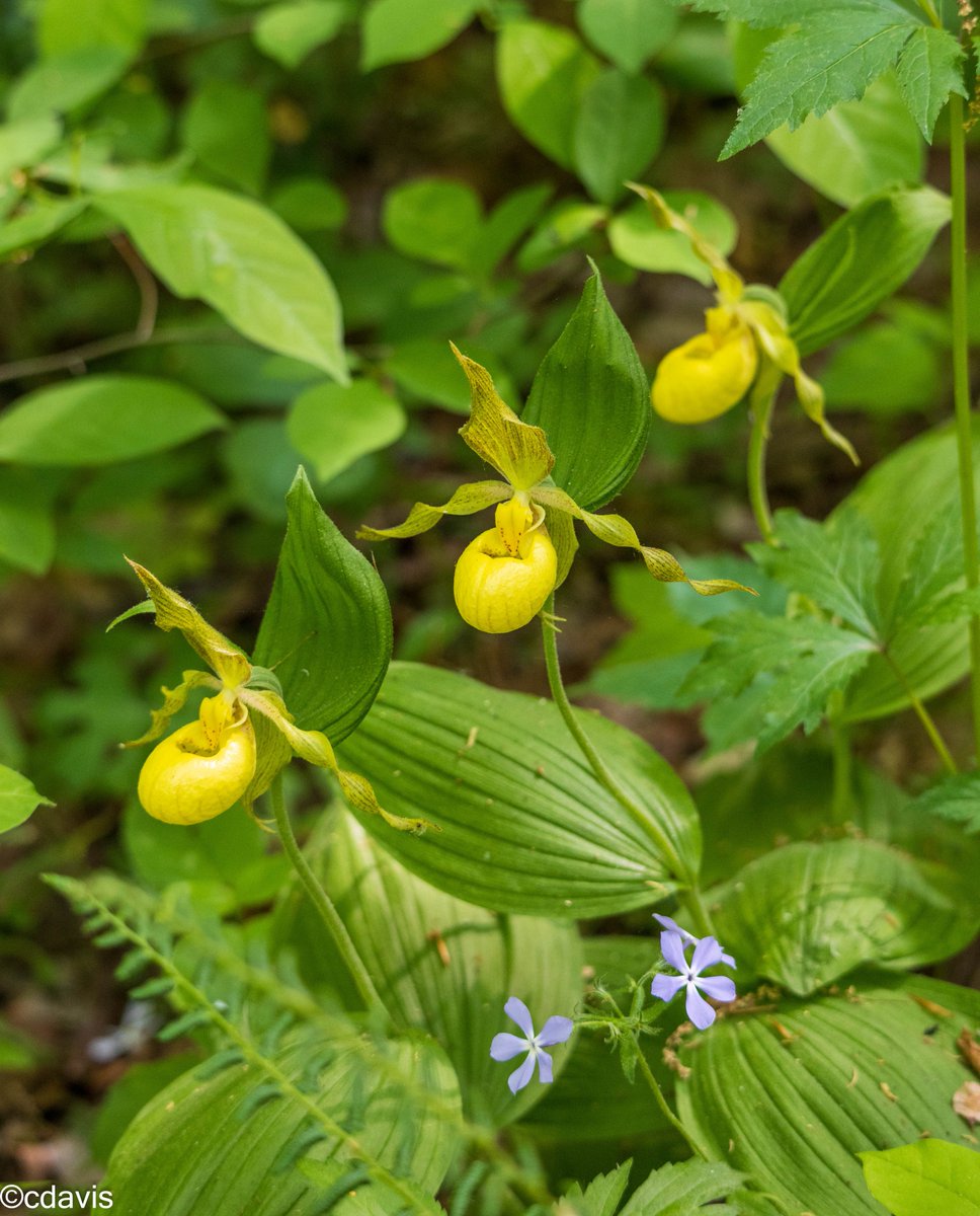 Mid-May at <a href="/Bowmans_Hill_WP/">Bowman's Hill Wildflower Preserve</a>,  some May blooms:  Dutchman's pipe vine and Yellow lady's slippers.  #wildlifephotography #Wildflower  #wildflowerphotograpy #BowmansHillWildflowerPreserve #BucksCountyPA