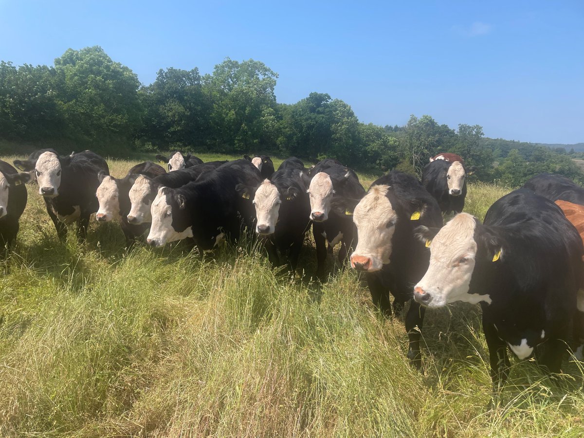 34 Organic Angus x Hereford Stores, 12-14 months of age, 21 heifers and 13 steers, 400 kg average, good fit cattle. 📷Contact David Bostock 07734 808 050
#organic #organiccattle #angus #anguscattle #herefordcattle