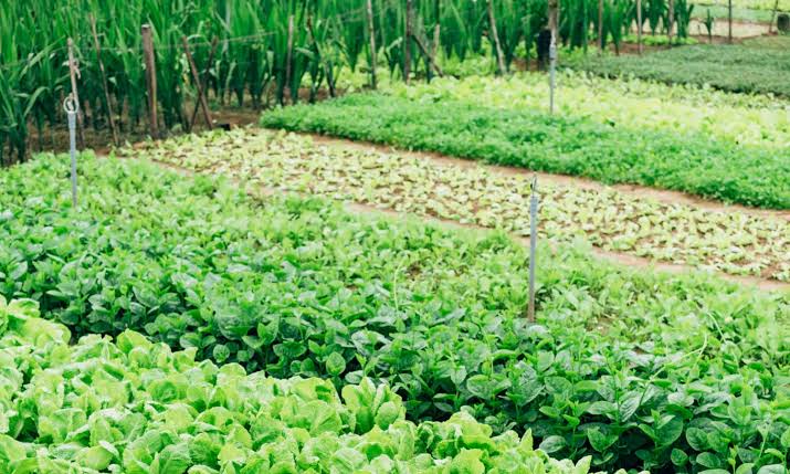 As a consumer and a stakeholder in food safety and security, I call upon other stakeholders to ensure effective agroecology systems in our spaces. This will make us realise resilience and sustainability. #NotSafeNotFood #WorldFoodSafetyDay @Consumers_Kenya