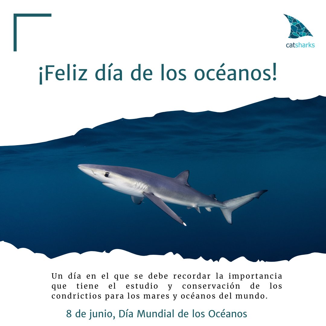 ¡Desde Catsharks os deseamos un feliz #DíaMundialdelosOcéanos! 🌊🦈📆🤗

#Tiburones #Barcelona #CienciaCiudadana #Conservación #Educación #Mediterráneo #Sharks #Ciencia #OceansDay #Sharks #Rays #TeamFish #Research #Hilo