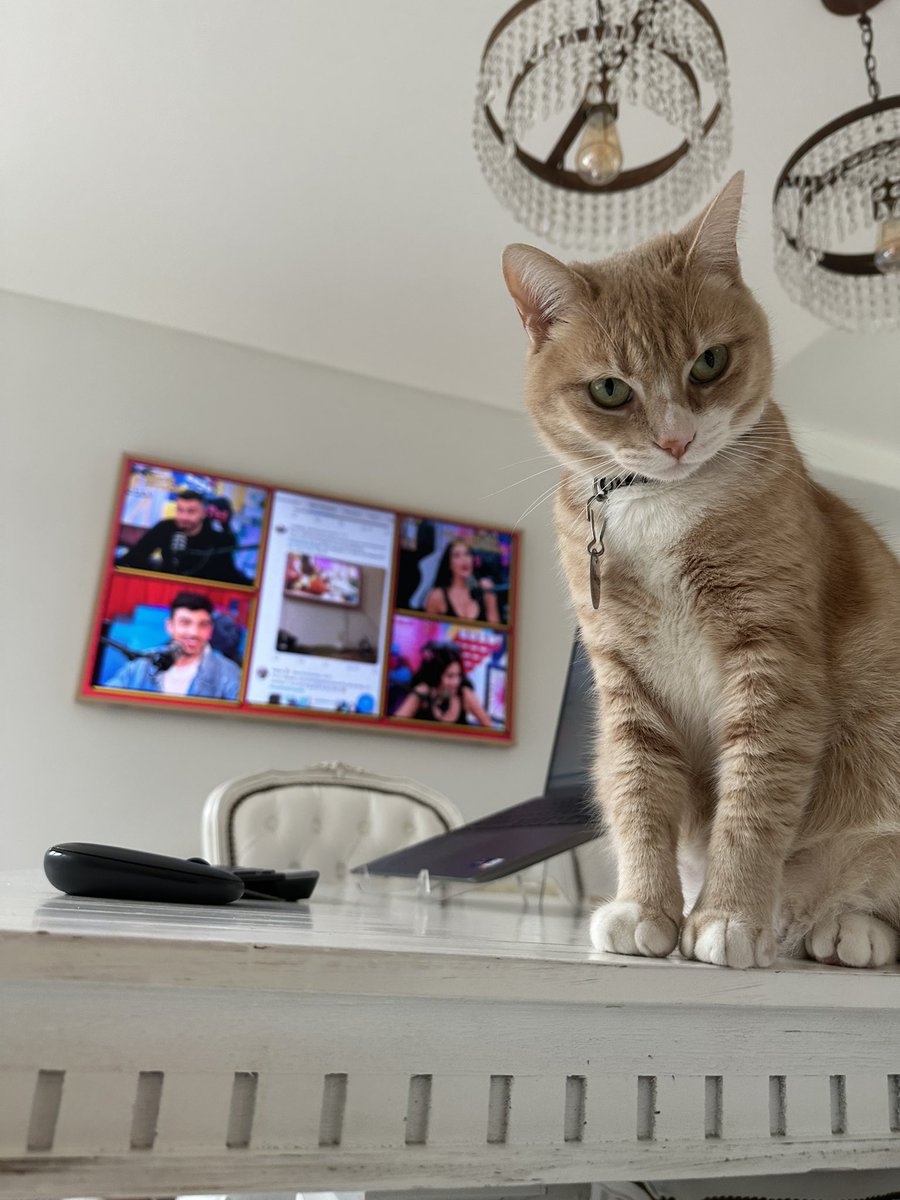 #nadiedicenada cachorros cachorros. Saludos desde Mardel. 🌊