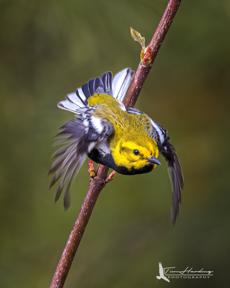 Tired of posing for glamour shots, a black-throated Green Warbler makes a hasty exit | Middleton, NS
#birdphotography #birds #birding #BirdTwitter #birdwatching #TwitterNatureCommunity #TwitterNaturePhotography #NaturePhotography