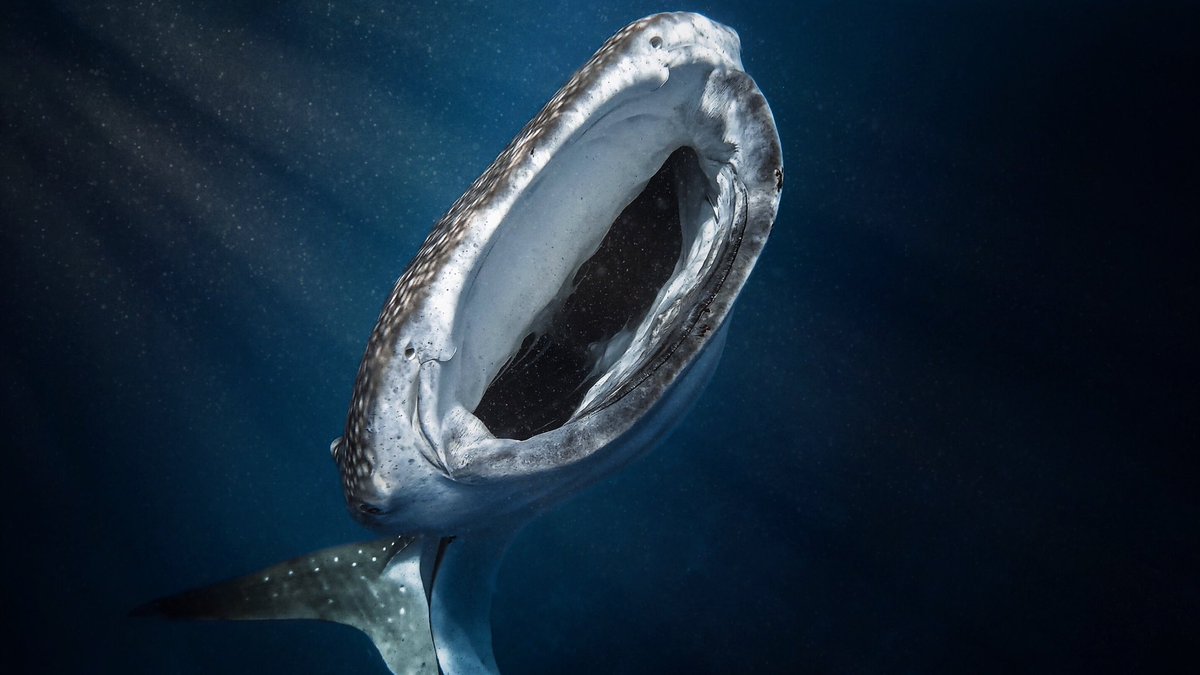 🌊 World Oceans Day 🌊

A day to celebrate the incredible creatures that inhabit the oceans of the world, and how we may better protect them.

Together, we can implement plans to protect and restore ocean habitats. Together we can make a difference 💙

#worldoceansday