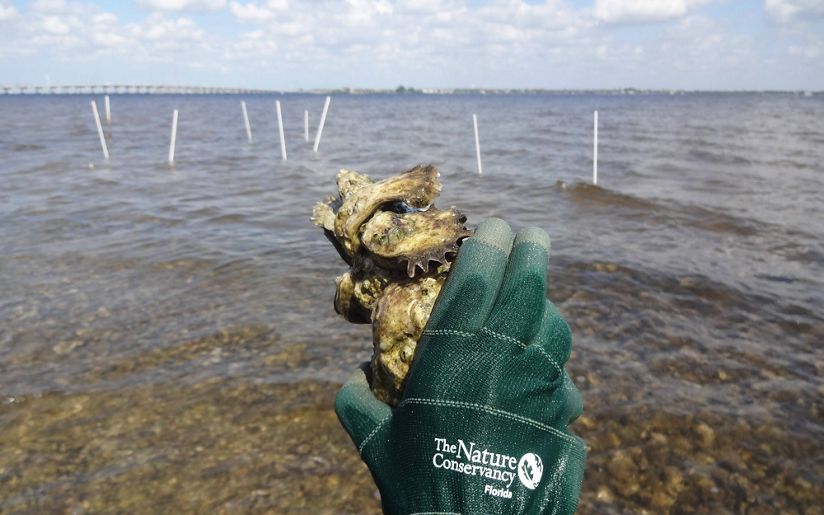 Did you know that oysters can protect our shorelines? Oysters efficiently filter water, need little resources to grow, and protect shorelines from storms! Learn more about oyster reefs with Nature Lab! 
PC: © Anne Birch 
nature.ly/43FoXVM  
#tncnaturelab #worldoceansday