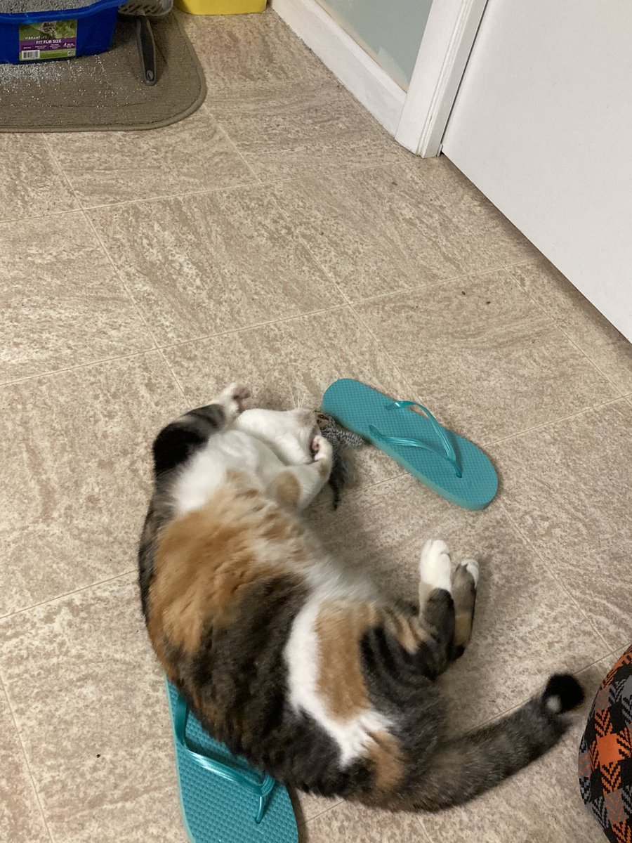 max_binx_dani's tweet photo. slothh playtime 😻 https://t.co/bp2GwWWbfJ