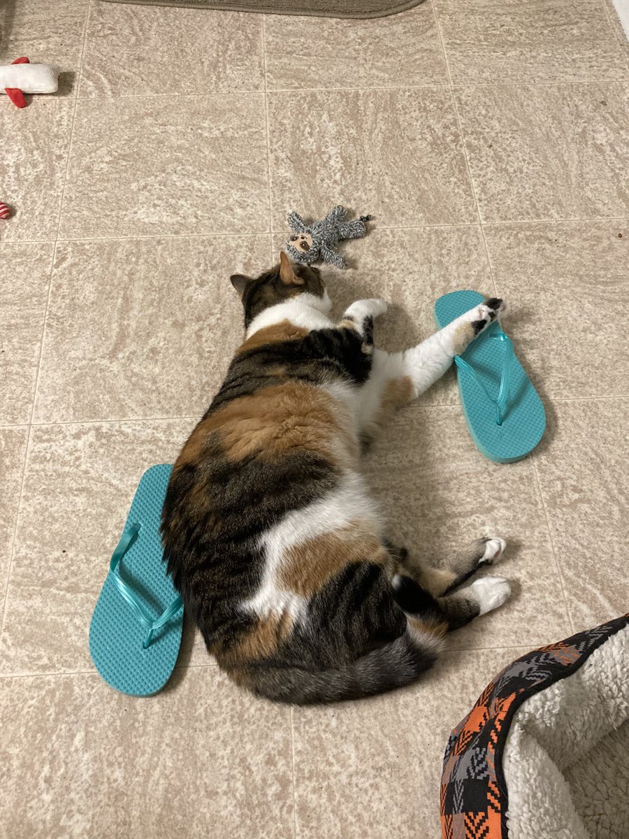 max_binx_dani's tweet photo. slothh playtime 😻 https://t.co/bp2GwWWbfJ