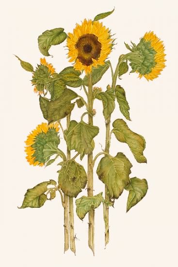 'Sunflowers' by Charlotte Iliff, contemporary US botanical artist #WomensArt