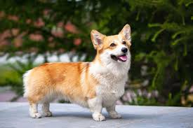 Corgi_Lovers0's tweet image. Tap ❤️ &amp;amp;comment #Corgi
