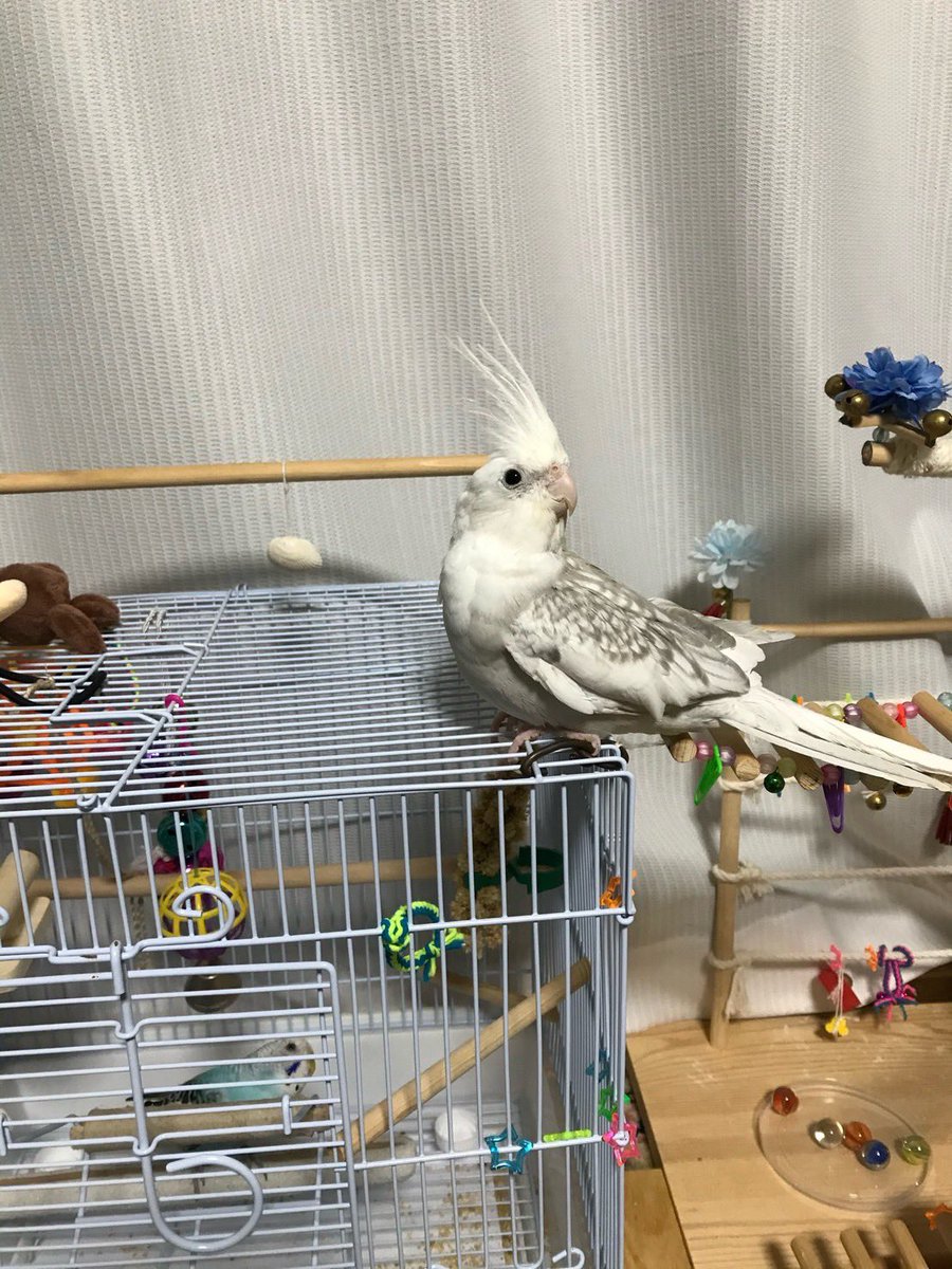 Ne___mUru's tweet photo. 皆様RT、拡散本当にありがとうございました。オカメインコつむぎちゃんが無事お家に帰ってきてくれました。
この5日間で大阪から和歌山まで飛んでたみたいです。すごく親切な方が保護してくださっていました。
 #オカメインコ #解決 https://t.co/EftdWwM9YD