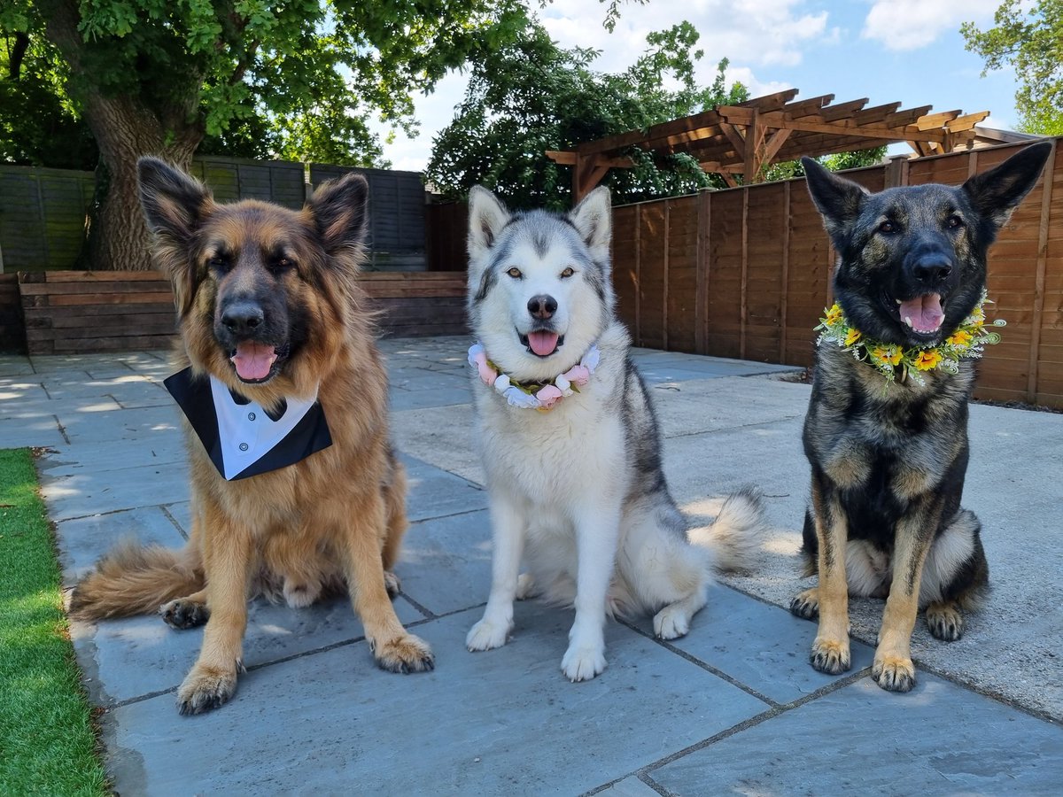 PD Goose is all dressed up with her pet siblings #Chewy and #Nala ready for a Family celebration this weekend 🥳  #workinggsd #petgsd #alaskanmalamute #flowergirls #pageboy