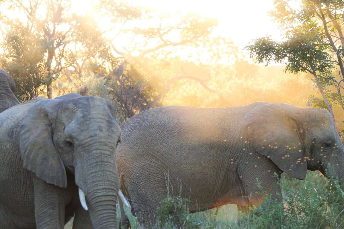 Tony Figaji (@figajitony) on Twitter photo This was from a safari trip. Late afternoon, suddenly surrounded by an incredibly quiet herd of 30+ elephants. If you've never been to the African Bush, you need to go. It will reconfigure your mind and soul. Another reason to submit your abstract by tomorrow! #WFNS2023 This was from a safari trip. Late afternoon, suddenly surrounded by an incredibly quiet herd of 30+ elephants. If you've never been to the African Bush, you need to go. It will reconfigure your mind and soul. Another reason to submit your abstract by tomorrow! #WFNS2023
