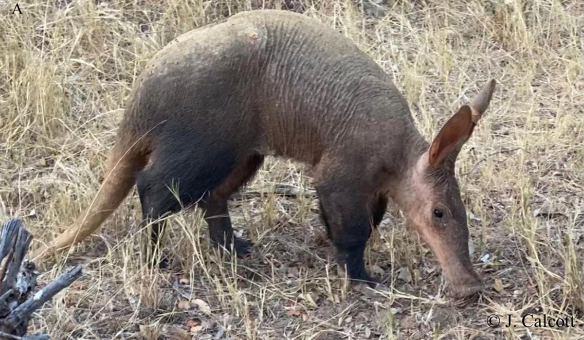 Tweeting_Tenrec's tweet photo. #Aardvarks may be walking a nutritional tightrope and be more vulnerable than previously thought. 
Find out more in the article by Amy Chen, Robyn Hetem &amp; @NoraW8 in the latest Afrotherian Conservation
#biodiversity #conservation #mammals #southafrica
https://t.co/S0ntyxcJqq https://t.co/JqmM69OqZ9