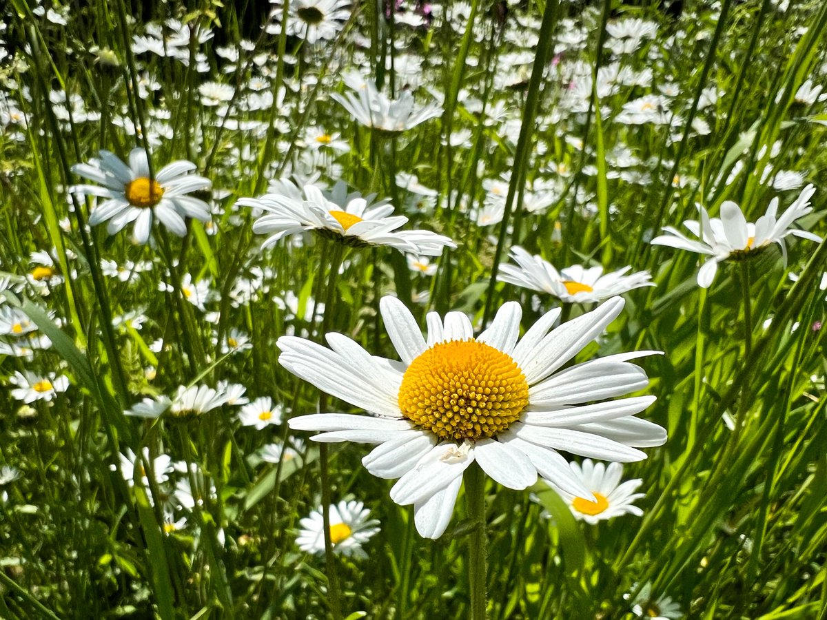 Day 8 #30DaysWild - the ⁦oxeye daisies ⁦<a href="/suffolkwildlife/">SuffolkWildlifeTrust</a>⁩ are resplendent in the sunshine 💚