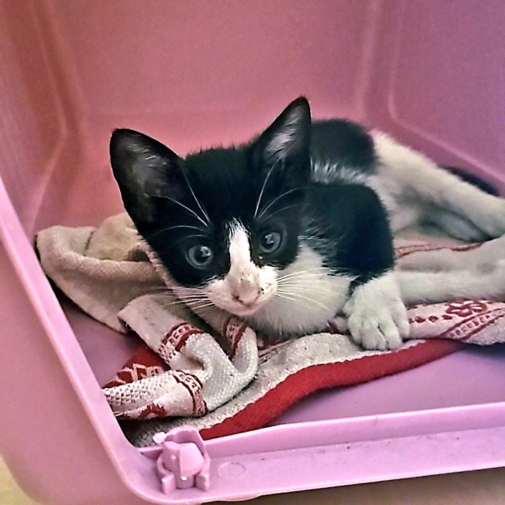 Ho salvato questo micio tipo ieri e già mi sono affezionata 🫶
Plus non so che nome dargli, consigli? 🥲