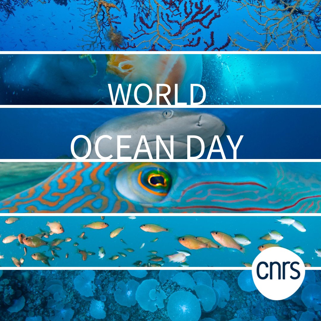 #WorldOceanDay #CNRSocean 🌊

À l'occasion de la #JourneeMondialeDelOcean, découvrez un ensemble de ressources sur les recherches menées au sein des laboratoires du
@CNRS sur cette thématique 🪸🐋

➡️inee.cnrs.fr/fr/oceans-et-m…