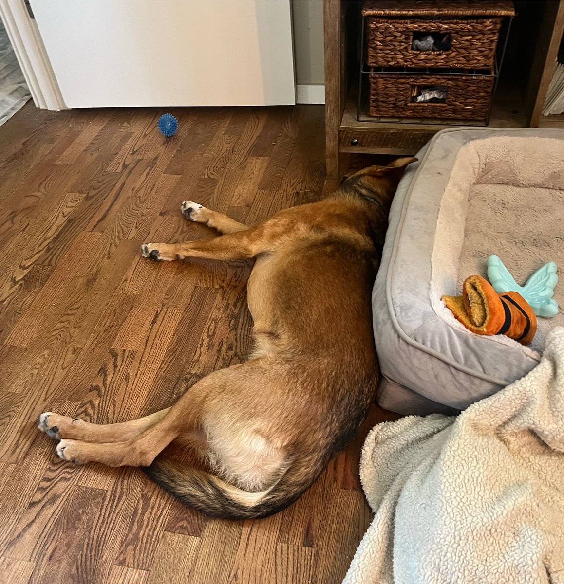 themesscats's tweet photo. Charlie so pooped from his mid-day walk that he can’t make it his bed. Also… #puppybutt #goodboycharlie 
.
.
#cattledog #acd #dogs #doglife #dogoftheday #dogmodel #rescuedog #rescuedismyfavoritebreed #goodboy #adoptdontshop #doglifestyle #pnwdogs #pnwdog https://t.co/ROjJ2js8hv