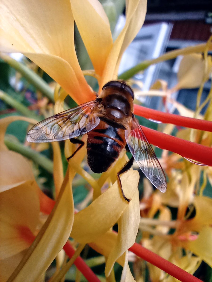 @DavidMariposa1 #InsectThursday Hornet mimic hoverfly, I think 🤔