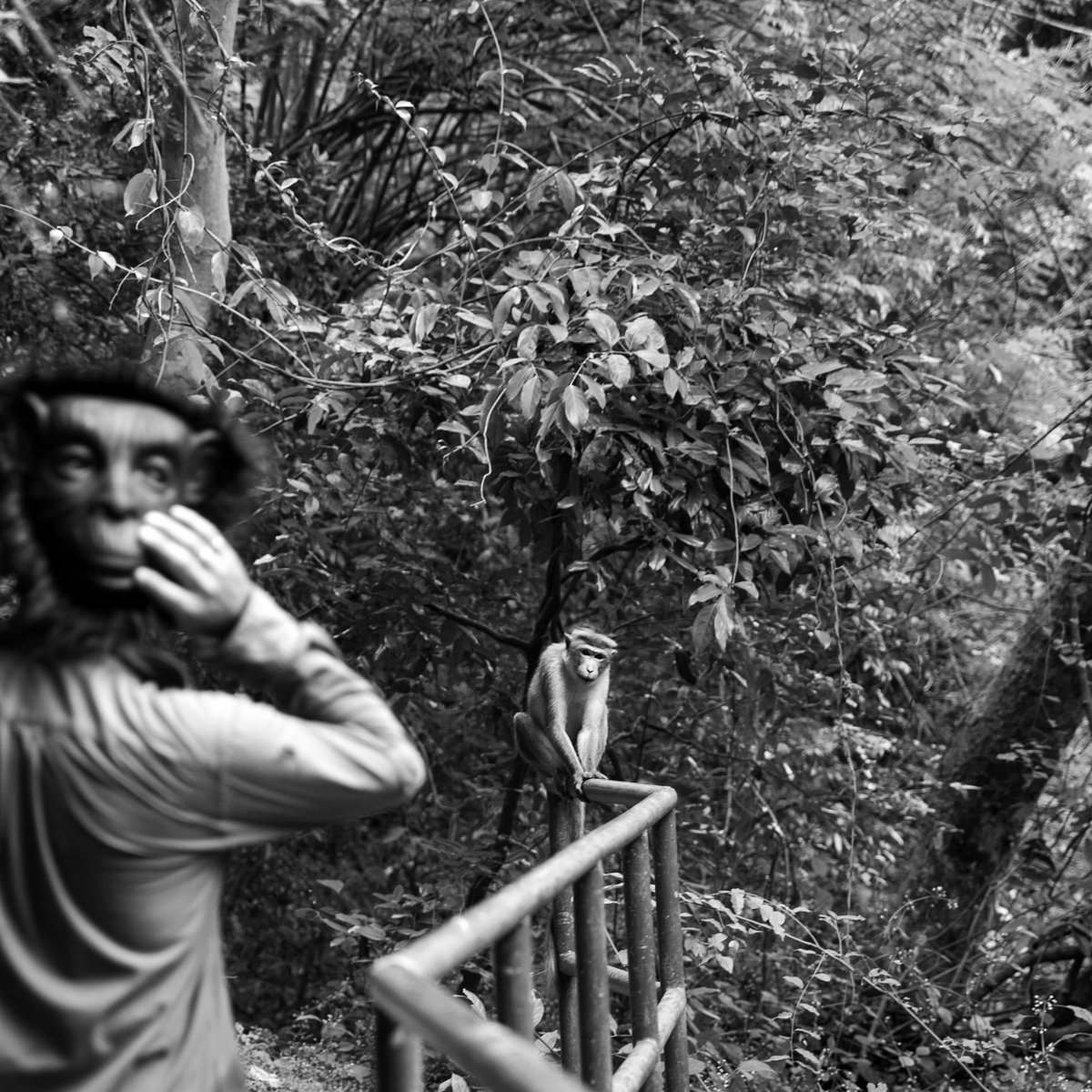 Gn😊

Monkey series II
Editions 5
Price: 5 xtz on <a href="/objktcom/">objkt.com</a> 

#tezosart #tezos #tezoscommunity #tezosnft #nftphoto #nftcommunity