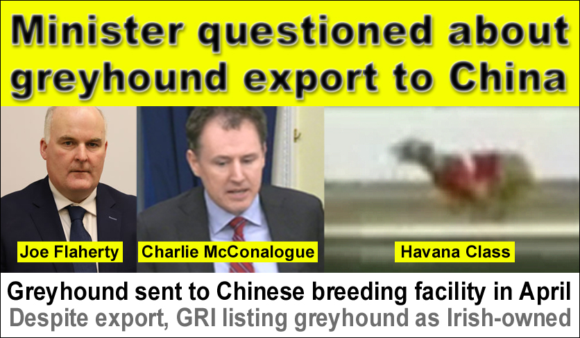 Agriculture Minister @McConalogue has been questioned about the latest Irish greyhound to have ended up in China, a country with no animal welfare laws where greyhounds are beaten, tortured, boiled alive and slaughtered at meat markets facebook.com/banbloodsports… #BanGreyhoundRacing