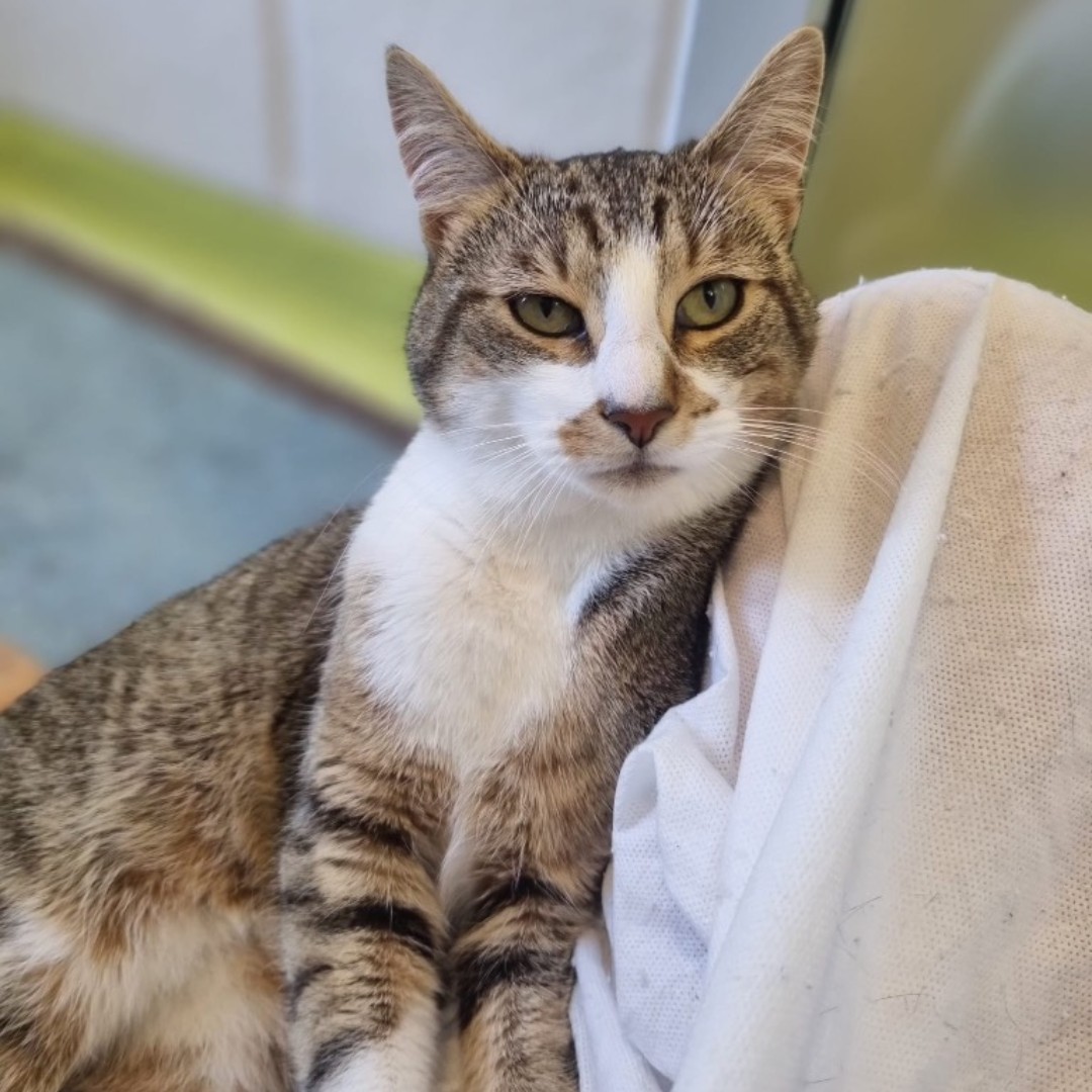 Meet Socks 🧦! Socks loves to play with his favourite humans in a sunny spot🌞.

Visit the CDCH website for more information and to apply to adopt Socks. 

#cotsdogscats #tabby #catlover #rescuecat #rescuecatsoftwitter #rescuebestbreed #adoptdontshop #adoptable #gloucestershire