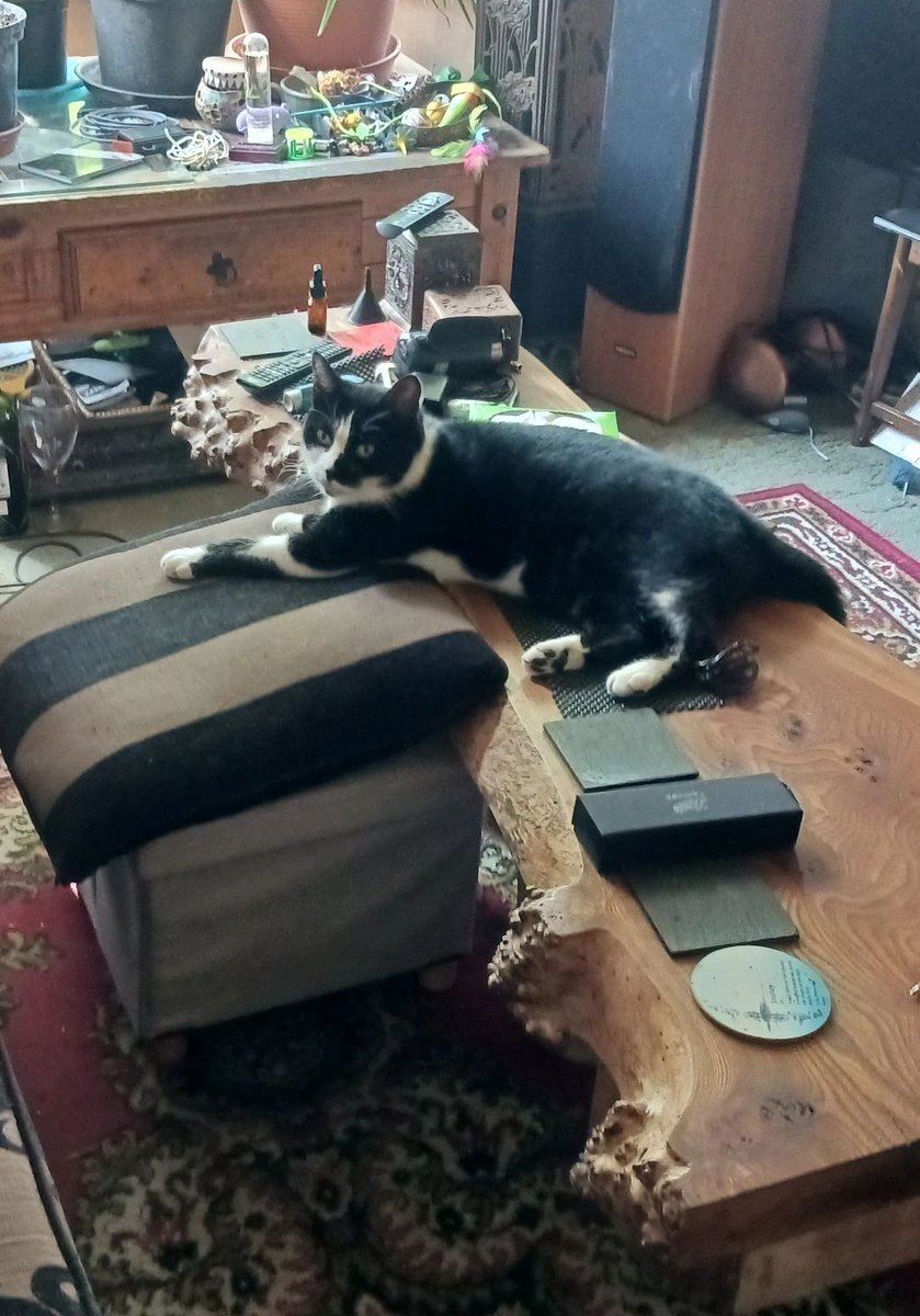 Again with the 'not sitting' on our hand made coffee table...honest!

#skullprint #skullcat #catsinplacestheyshouldntbe #catphotooftheday #CatsOfTwitter #LittleSod